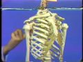 Lec 20 -Radiographic Anatomy: The Shoulder Region