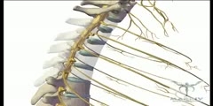 Spinal cord and vertebral column