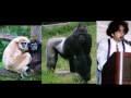 Lec 2 - Ape Clarification