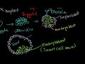 Lec 12 - Embryonic Stem Cells