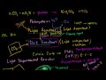 Lec 31 -  Photosynthesis:  Calvin Cycle