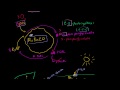 Lec 34 - CAM Plants