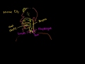 Lec 37 - The Lungs and Pulmonary System