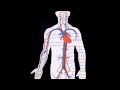 Lec 39 - Circulatory System and the Heart