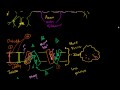 Lec 45 - Saltatory Conduction in Neurons