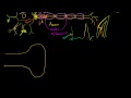 Lec 46 - Neuronal Synapses (Chemical)