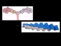 Lec 47 - Myosin and Actin