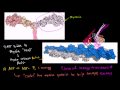 Lec 48 - Tropomyosin and troponin and their role in regulating muscle contraction