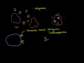 Lec 53 - B Lymphocytes (B cells)