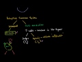 Lec 55 - Helper T Cells