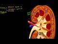 Lec 59 - The Kidney and Nephron