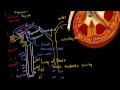Lec 60 - Secondary Active Transport in the Nephron
