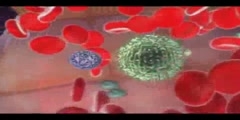 Natural Killer Cell  - Immune System