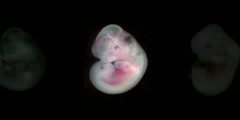 Development of Mouse embryo  over time