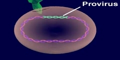 Provirus animation