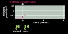 Action potential conduction in nerve cells