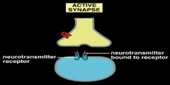 Structure of a typical Synapse