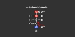 Tricarboxylic Acid Cycle