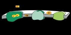 Detailed Electron-Transport Chain