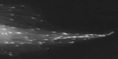 Microtubule Dynamics IN VIVO
