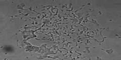 Understanding Megakaryocyte