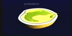 Embryonic Origin of Tissues