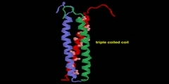 Coiled-coil Illustrated in 3D Animation