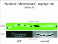 Lec 6 - Molecular and Cell Biology C148