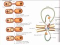 Lec 9 - Molecular and Cell Biology C148