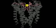 Structure of potassium channel