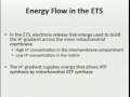 Lec 11 - Biology 1A - Cellular energy production - aerobic