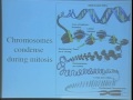 Lec 14 - Biology 1A - How Somatic Cells - Mitosis - and G