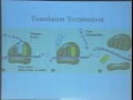 Lec 19 - Biology 1A -  Gene Expression II - RNA is transla