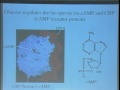 Lec 21 - Biology 1A - Regulation of Gene Expression