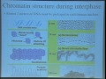 Lec 22 - Biology 1A - Eukaryote genome structure and evol