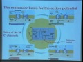 Lec 30 - Biology 1A - Homeostasis: Respiration