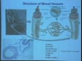 Lec Last- Biology 1A - Integration: Nerve cells and excita