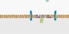 Plasma Membrane Contained Lipid Rafts