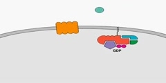 Chemokine Receptor Signaling