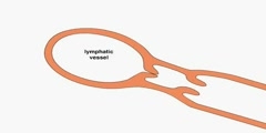 Function of the Dendritic Cell Migration