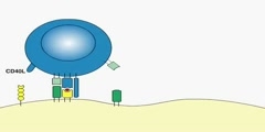 T-cells and Accessory cells Interaction