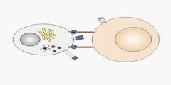 Granule Release