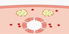 The Actions of Memory T Cells