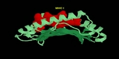 MHC II also called human leukocyte antigen