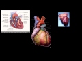 Lec 5 - Heart Disease and Heart Attacks