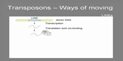 Transposons 2