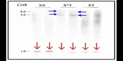 Sex Chromosomes that are Selfish 2