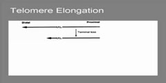 Transposons 4