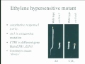 Lec 13 - Plant and Microbial Biology 160 - Lecture 14