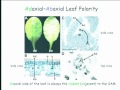 Lec 20 - Plant and Microbial Biology 160 - Lecture 21